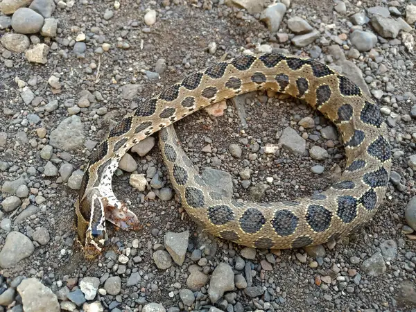 stock image Ants eating a dead Russell's Viper snake