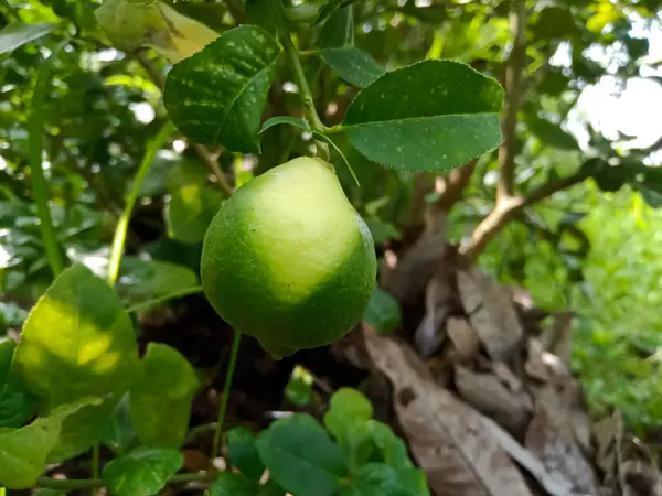 Hindistan tarım çiftliğinin dalında organik yeşil limon