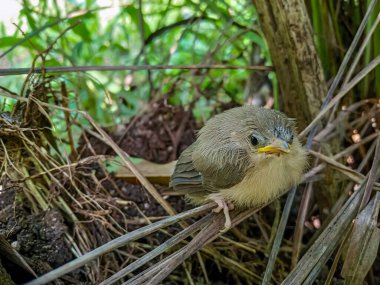 The common tailorbird chick (Orthotomus sutorius) is a songbird found across tropical Asia. clipart