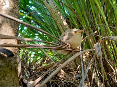 The common tailorbird chick (Orthotomus sutorius) is a songbird found across tropical Asia. clipart