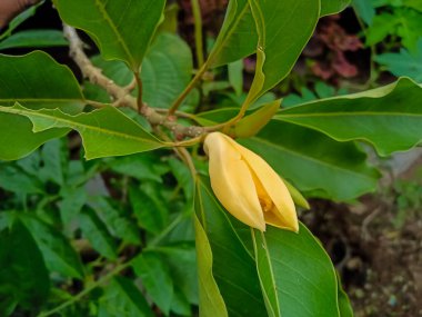 Magnolia champaca, known in English as champak, flower in garden clipart