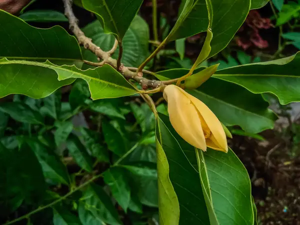 Manolya şampanyası, İngilizcede champak, bahçede çiçek olarak bilinir.