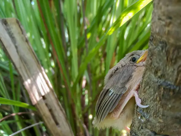 stock image The common tailorbird chick (Orthotomus sutorius) is a songbird found across tropical Asia.