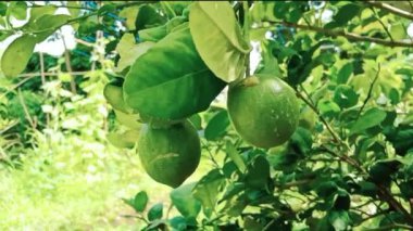 Hindistan tarım çiftliğinin dalında organik yeşil limon