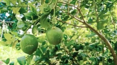 Hindistan tarım çiftliğinin dalında organik yeşil limon