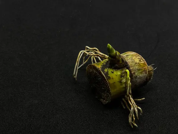 Şeker kamışı bitkileri anaokulunda siyah arka planda izole edilmiş deneğe odaklanmışlardır. 