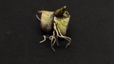 Şeker kamışı bitkileri anaokulunda siyah arka planda izole edilmiş deneğe odaklanmışlardır. 