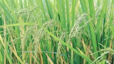 Hindistan tarım alanında çeltik mahsulü (Rice)