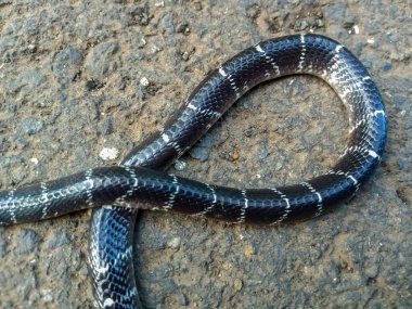 Dead Common Krait (Bungarus caeruleus) snake on road  clipart