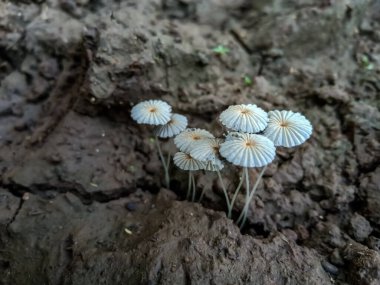 Mantarlar doğadaki şemsiye gibi.