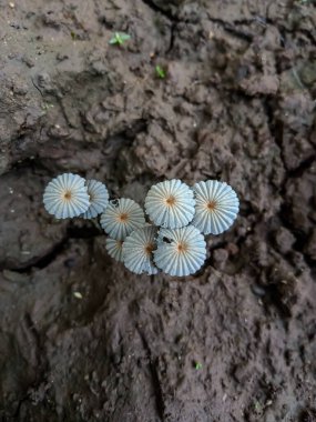 Mantarlar doğadaki şemsiye gibi.