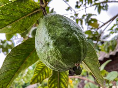 Yeşil ağaçta oturan meyve sineği Drosophila melanogaster (meyve sineği) 