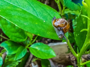 Garden snail ( Oxychilus ) in Indian garden  clipart