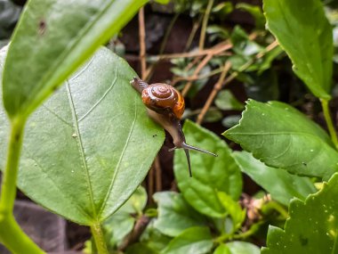 Hint bahçesinde bahçe salyangozu (Oxychilus) 