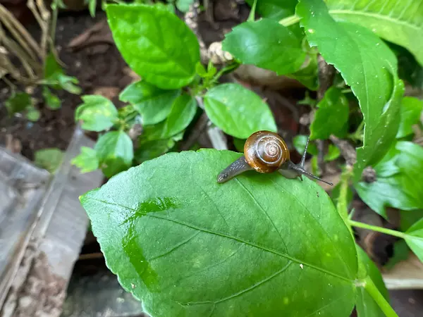 Hint bahçesinde bahçe salyangozu (Oxychilus) 