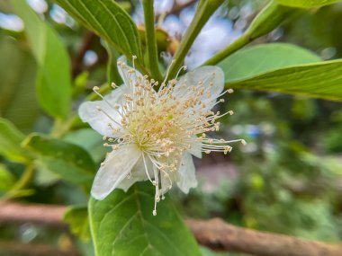 Ağaç seçici hizmetinde konu üzerinde guava çiçeği açar