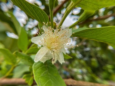 Ağaç seçici hizmetinde konu üzerinde guava çiçeği açar