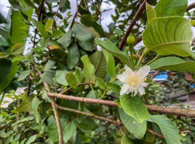 Ağaç seçici hizmetinde konu üzerinde guava çiçeği açar