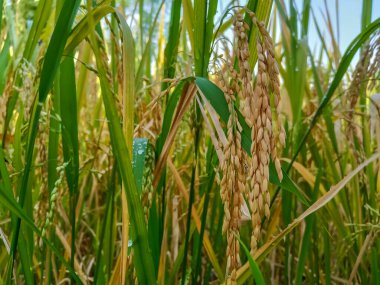 Pirinç tarlası organik tarım çiftliğini ekti 