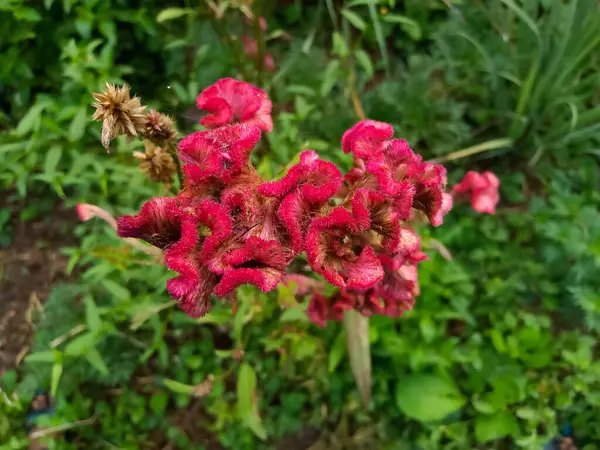 Celosia argentea, ibikli (ibikli horoz tarağı) türü.