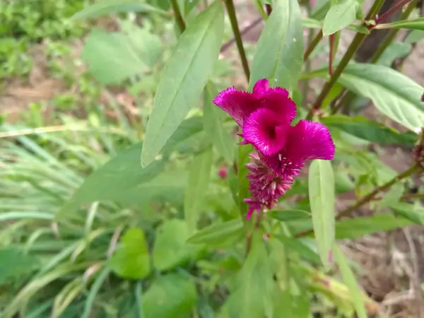 Celosia argentea, ibikli (ibikli horoz tarağı) türü.