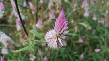 Celosia Argentea, Kardu, Amaranthaceae çiçek bahçesi 