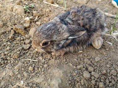 Küçük tavşan tarım çiftliğinde oturuyor.. 