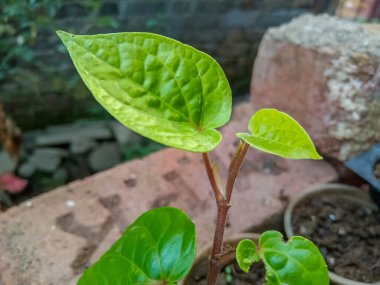 Betel Yaprağı yeşil yapraklar, Nagvel ya da Vidya yaprağı yenir. Bu yaprak sağlık için yararlıdır ve dini faaliyetlerde de kullanılır..