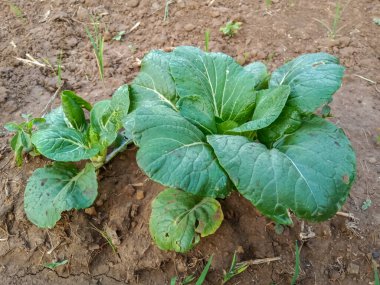 Yeşil organik bok choy Hindistan tarım çiftliğinde yetişir