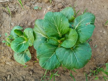 Yeşil organik bok choy Hindistan tarım çiftliğinde yetişir
