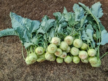 Kohlrabi tarladan hasat edilmeye hazır. 