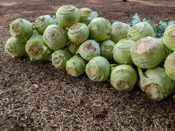 Kohlrabi tarladan hasat edilmeye hazır. 