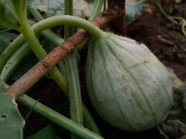 Misk karpuzu, organik tarımda kavun veya tatlı kavun olarak da bilinir.