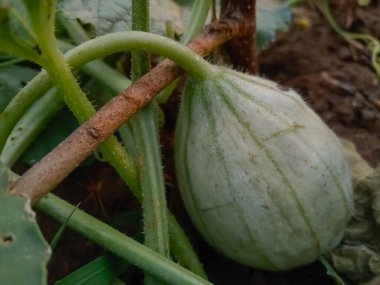 Misk karpuzu, organik tarımda kavun veya tatlı kavun olarak da bilinir.