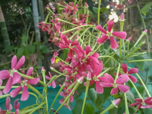Madhumalati, Asya 'da bulunan yemyeşil bir sarmaşıktır. Combretum indicum, yaygın olarak Rangoon sarmaşığı ya da Burma sürüngeni olarak bilinir..