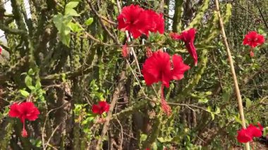 kırmızı amber çiçekleri (Hibiscus rosa-sinensis) tam çiçeklenme içinde, 