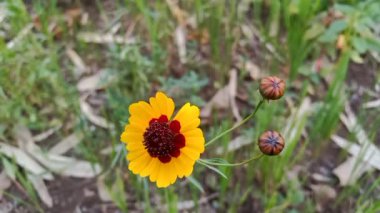 Güzel sarı renkli çiçek (