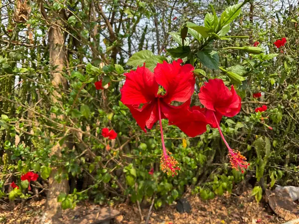 kırmızı amber çiçekleri (Hibiscus rosa-sinensis) tam çiçeklenme, bahçede