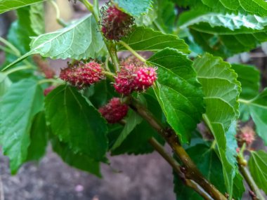Morus alba, beyaz dut olarak bilinir, yaygın dut ve ipekböceği dutu, ağaçta meyve 