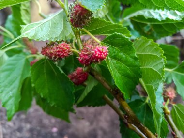 Morus alba, beyaz dut olarak bilinir, yaygın dut ve ipekböceği dutu, ağaçta meyve 