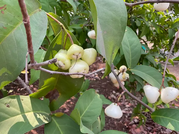 Java elması olarak da bilinen organik meyve beyaz elmaları bir ağacın dallarından sarkan. Tarım çiftliğinde 