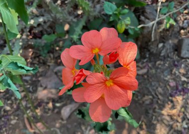 Maytap çiçekleri, Acanthaceae, Crossandra infundibuliforis, aboli familyasından bir çiçektir. 