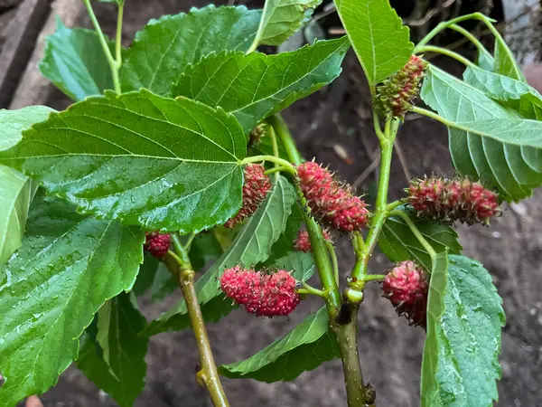 Morus alba, beyaz dut olarak bilinir, yaygın dut ve ipekböceği dutu, ağaçta meyve 