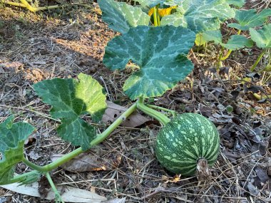 Kabak kabağı, açık yeşil çizgiler, kuru yaprakların ve dalların üzerinde dinlenme. Balkabağı muhtemelen bir Cucurbita fiifolia veya Cucurbita argyrosperma 'dır..