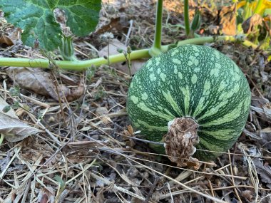 Kabak kabağı, açık yeşil çizgiler, kuru yaprakların ve dalların üzerinde dinlenme. Balkabağı muhtemelen bir Cucurbita fiifolia veya Cucurbita argyrosperma 'dır..