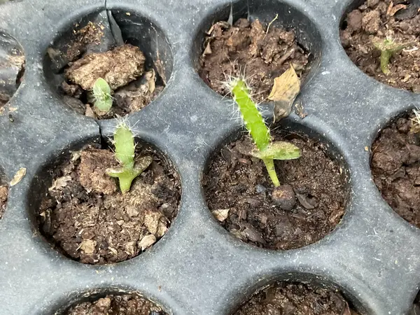 küçük ejderha meyveleri (Hylocereus undatus) siyah plastik filizlenme tepsisinde yetişir..