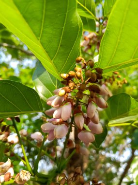 Pongamia pinnata çiçekleri Hindistan kayın ağacı ya da Pongam yağı olarak da bilinir.