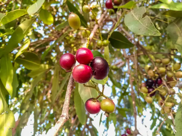 Raw Jambhu (Myrciaria Floribunda), Cambuizero, guavaberry veya rumberry olarak da bilinir.