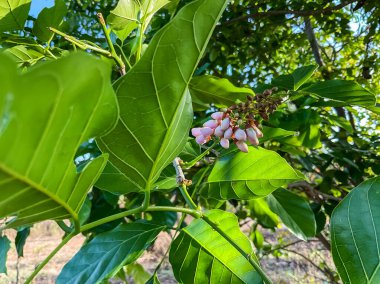Pongamia pinnata çiçekleri Hindistan kayın ağacı ya da Pongam yağı olarak da bilinir.