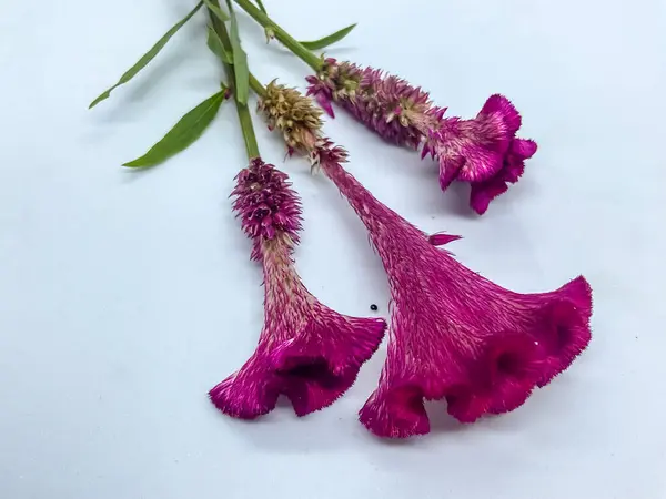 Magenta renkli çiçekler, muhtemelen Celosia cristata türü, yaygın olarak horoz ibiği olarak bilinir..